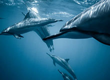 开云体育官网-CBA：新疆伊力特战胜南京天之蓝 结束4连败